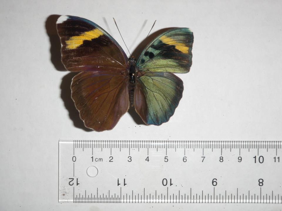 Euphaedra medon gynandromorph